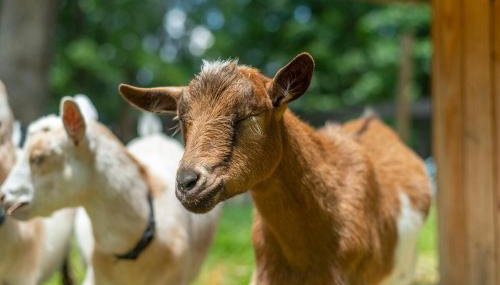 Funtastic Retreat! PS5, View, Goats, Hot Tub, Karaoke - Foto 2