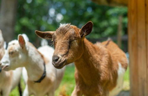 Funtastic Retreat! PS5, View, Goats, Hot Tub, Karaoke - Foto 2