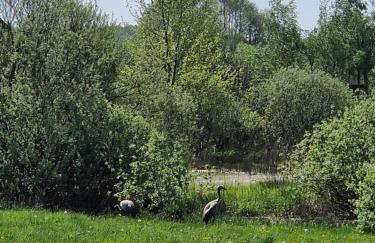 Wiele Żurawi - Foto 17