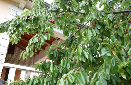 Apartments Leone - Photo 48