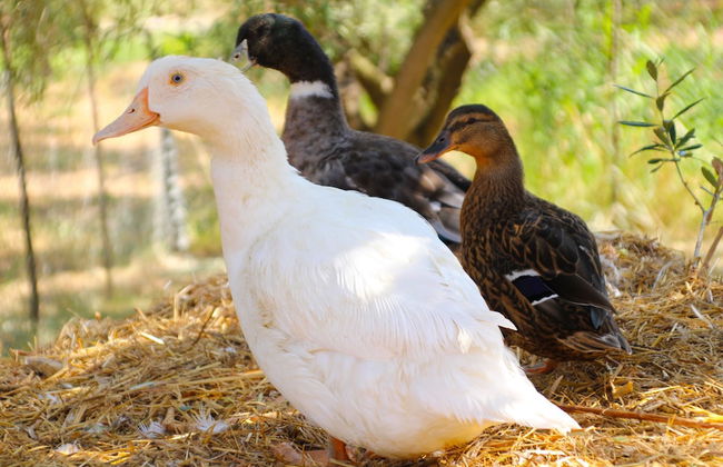 Agriturismo Vulcano - Foto 44