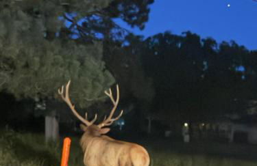 Gonzales Cozy Little Bear Cabin - Foto 39