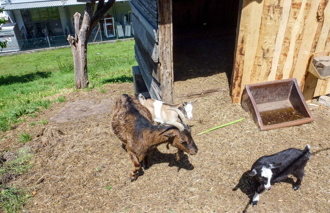 Pension Himmelsbach - Foto 27