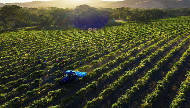 Dégustez le Barossa : Expérience de dégustation de vin - Visite en petit groupe - Photo 5