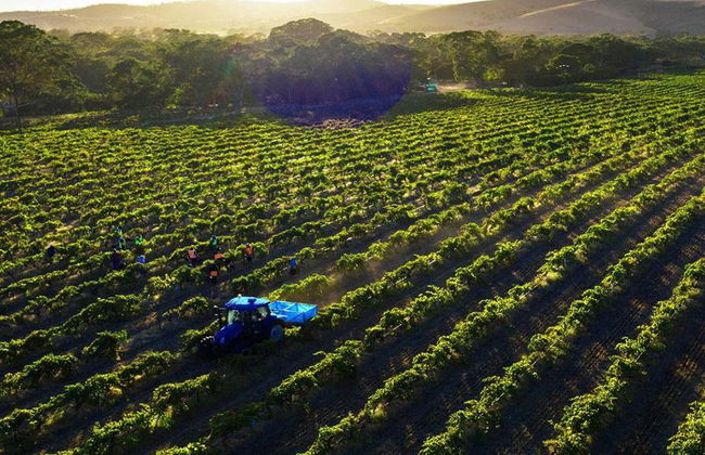 Dégustez le Barossa : Expérience de dégustation de vin - Visite en petit groupe - Photo 5