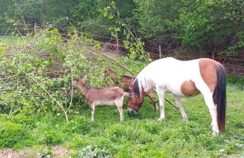 Leśna Kopuła - Foto 32