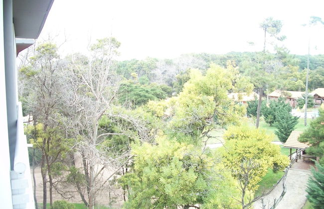 Avutarda de Carilo - Photo 15