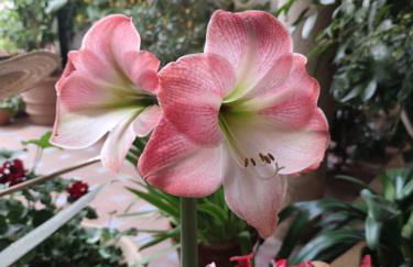 El patio de Regina - Foto 31