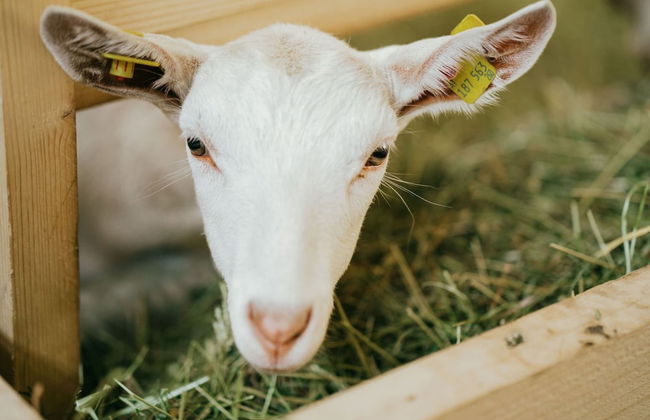 Cozy Apartment in Wenns With Garden - Foto 27