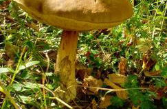 Chalet 6 dans les Pyrénées proche d'Andorre - Foto 53