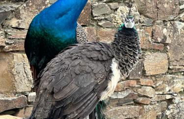 Quinta Dos Avós Lourenço - Foto 25