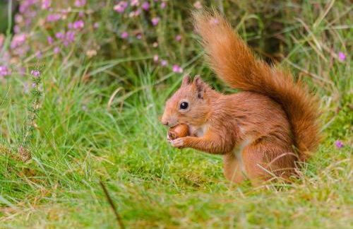 1 Bed in Callander oc-pe173 - Foto 18