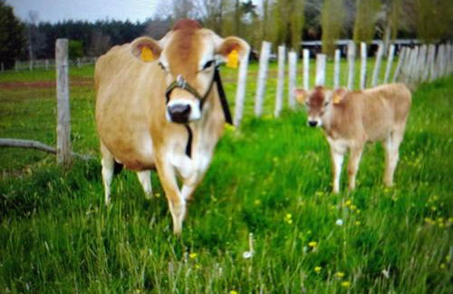 Cabane avec jacuzzi privatif et accès à ferme pédagogique - FR-1-410-459 - Photo 9