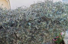 Les Gîtes sous l' Olivier en Camargue - Photo 37