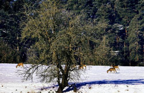 FeWo Ulbrich Langenstadt - Foto 44