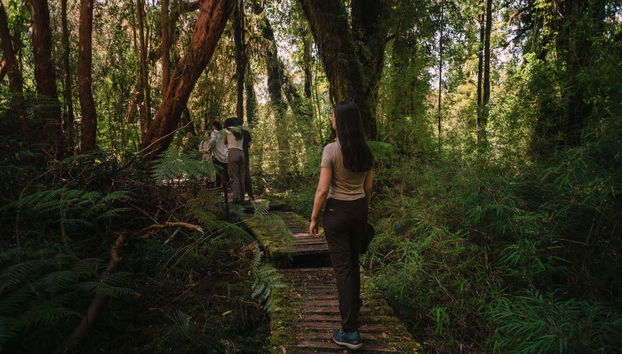 Pasarela de la catedral de Arrayanes