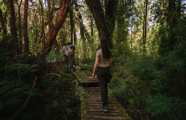Trekking por el bosque del Parque Tepuhueico - Foto 5