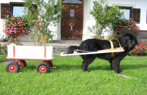 Haus Gollinger - Foto 9