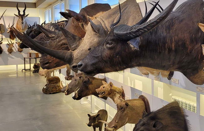 Visita guiada ao Museu de Coleções da Universidade de León - Foto 7