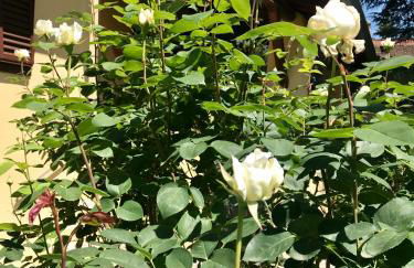 The Colours Of Chianti - Foto 10