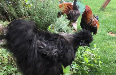 Cottage Hühnerstall - Foto 35