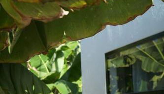 The Tortuga Banana House - Foto 2, Garden view