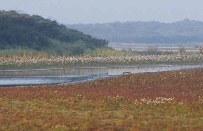 Charming Chalet in Goedereede With Open Area - Foto 14