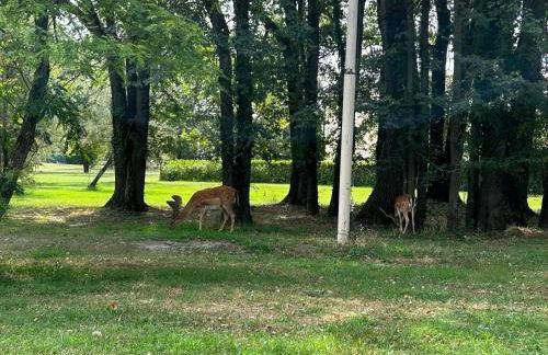 Albarella Family Villa with Private Pool and Garden - Foto 54