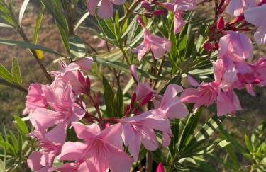 Studio meuble neuf - Foto 16