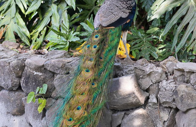 Quinta Pavo Real Complex by Acomodo - Foto 11