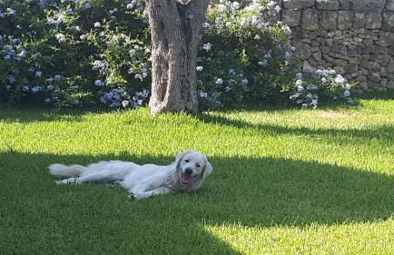 La Dimora dei Gelsi - Foto 25