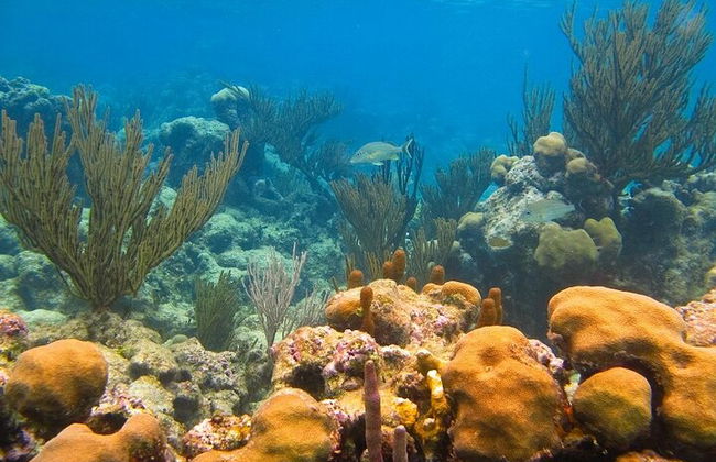 ATV-Schildkröten und Cenote - Foto 8