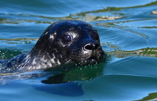 Seaview luxury pod - Photo 18