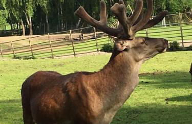 Haus Osterwiese - Foto 12