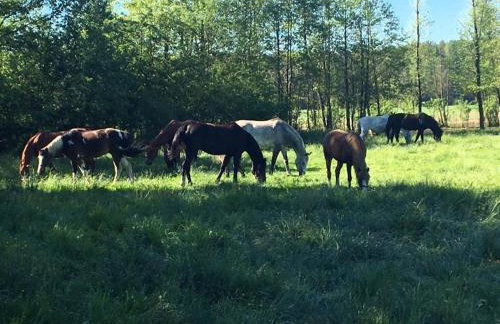 Agroturystyka Stajnia Zwierzyniec - Foto 12