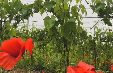 Podere Cerciano - Foto 69