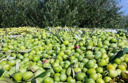 Agriturismo Vultaggio - Foto 113