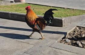 LaLuna Apartments - Sea Panorama - 20mins from CTA airport - Foto 10