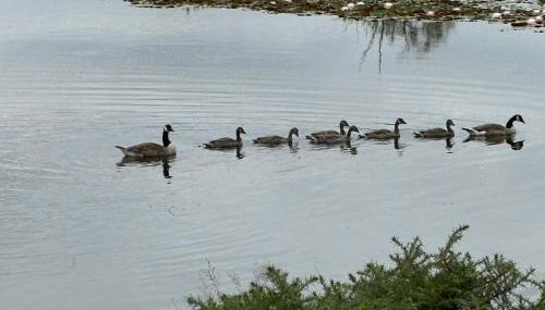 New Forest View - Photo 2