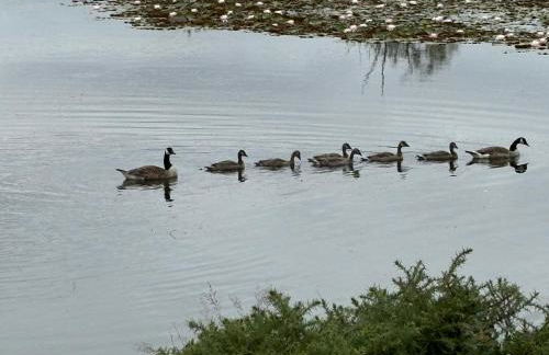 New Forest View - Foto 2