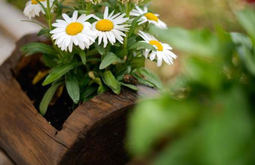 La volpe e l'uva Dimore - Photo 62