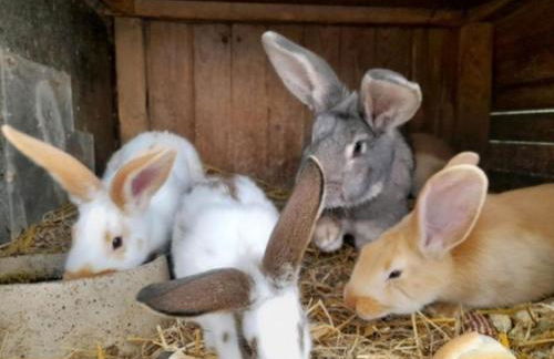 FeWo Lena - Photo 15