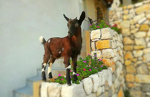 House Abatros - Foto 21