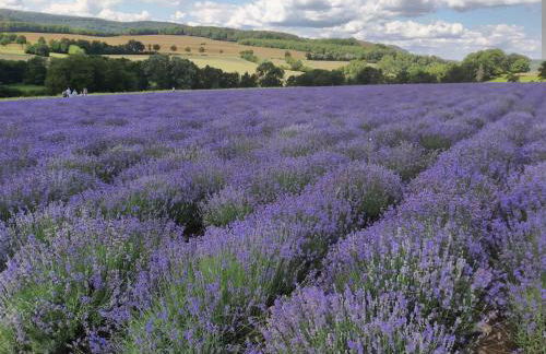 Ferienwohnung Carpe Diem - Foto 15