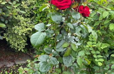 Comfortable and Convenient 4 Bedroom Home - Foto 15