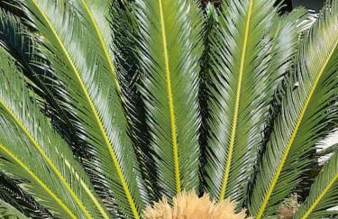 Il fresco patio appartamento Porto Rotondo - Foto 14