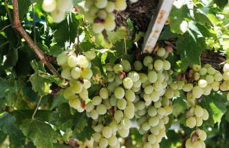 Olive Roots - Foto 6