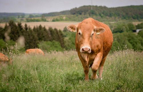 Nengshof Ferienhaus Glockenblume - Foto 29