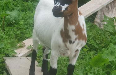 Gîte du Paradis Normand - Foto 27