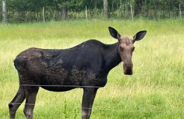 Acadia Hiking Hideaway 1 dog ok sleeps 6 family - Foto 40